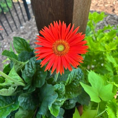🍊Ultra MAGA woman 👠🇺🇸 ⚜️StL⚜️ 💪🏻 Small Biz Owner ❣️PureBlood🩸