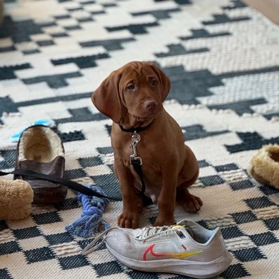 PetroFest23's profile picture. 