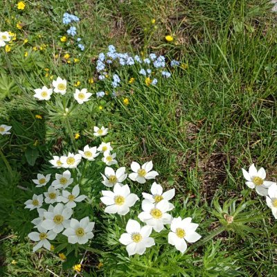 Vannaccialfront's profile picture. 