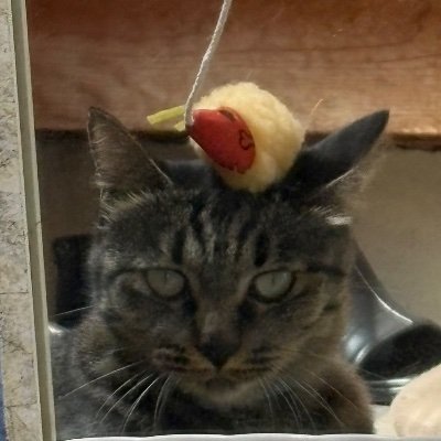 nobiru_sashimi's profile picture. 