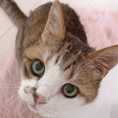 本名ハッピー🐱アダ名にゅにゅ🐱去勢済み♂20歳。9/28(9月は正確。日にちは、動物病院で貰った誕生日🎁)で21歳!ほぼ産まれたての子猫時に道端で保護。腎臓病・焦点性発作(脳腫瘍疑いあり) 病院通いが増えたことがきっかけで、この子が生きてきた証拠を残したい&情報交換させて頂きたいと思い開設しました。