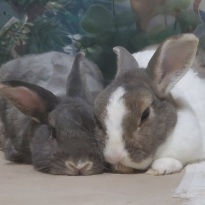 skystar0527's profile picture. age 25↑ Taiwan