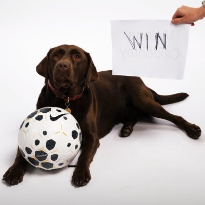 bobyzoby's profile picture. Made in Balkan 🇧🇬 #AFC 🔴⚪️