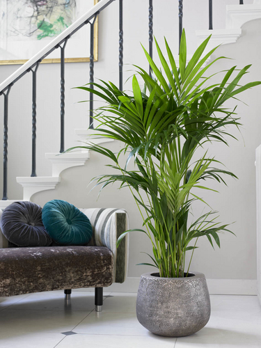 De sterkste palm voor elk interieur! Via twitter houden wij u op de hoogte met tips en actuele zaken. Laat ook iets van u horen of zien!