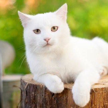 Cms563297363771's profile picture. 