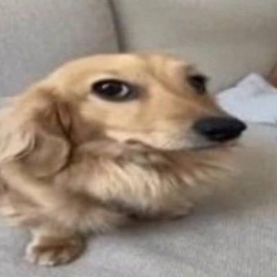 penguinsomethin's profile picture. (cmms closed )