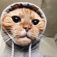 LI TEiNo๐ (@cryptowin819176) 's Twitter Profile
