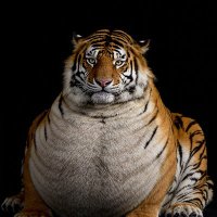 Tony_ETH (@tony_eth73) 's Twitter Profile