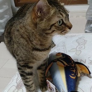 takamura0916's profile picture. 20↑成人済み。🥷🥚にお熱。