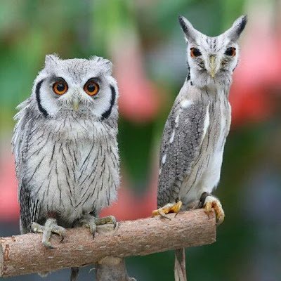 ooc6Ngy0li85552's profile picture. 