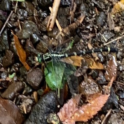 トンボちゃん (@uenimukattetobu) / Posts / X