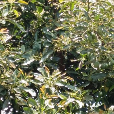 keen_kiragu's profile picture. ✉ ✉