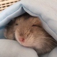 쿨쿨햄 (@kulkulham) 's Twitter Profile