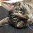 tsukinofune_cat