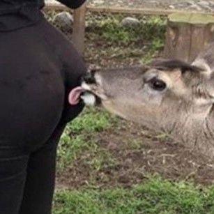 not bambi! | 25+ | gege and dadlus sisterdaughterwife | zayne's cuck enabler | 🪦🕊 depraved pervy gooner content! | ANTIS DNI & MDNI! | selective req!