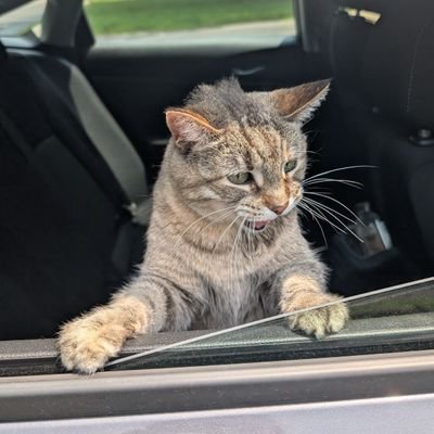 hjerbie's profile picture. 16 year old tabby who likes to yap and sleep