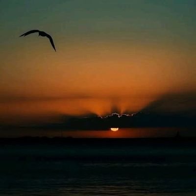 sarkar000695701's profile picture. 