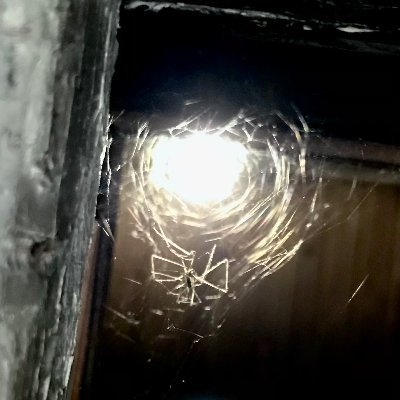 Fynjirby's profile picture. Developer 🤓 (probably) | Bird is forever 🗣️  | https://t.co/HL4NdgpgO1 | https://t.co/o0m8iTh9nT | contact me here or via email - fynjirby@icloud.com