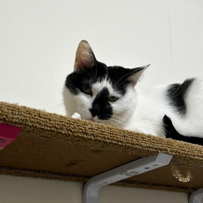 anaraguakatekoo's profile picture. 