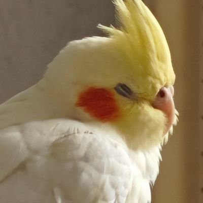 クロルさんのプロフィール画像