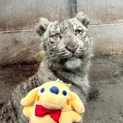 _minami1219's profile picture. 動物園、水族館で写真撮影が趣味📸伊豆アニマルキングダムのツキシグ🌙☔️シャチ推し / 上野、ズーラシア、伊豆アニキン 年パス持ち