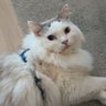 hybb3n's profile picture. 