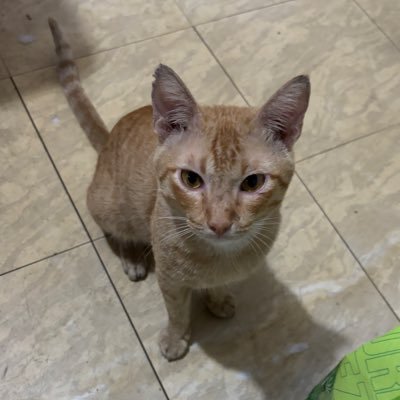 TechGpc's profile picture. 