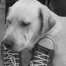victorolmedo's profile picture. welcome