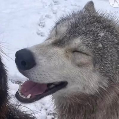 puppyscratchess's profile picture. shedtwt's local ftm schizo autist ^_^