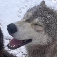 samuel ☆ shedtwt (@puppyscratchess) 's Twitter Profile