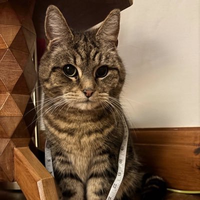 xHelenofTroy's profile picture. I love cats and ppl who love cats.