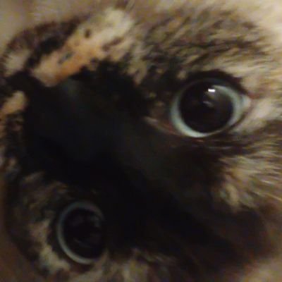 tunnlevision777's profile picture. 