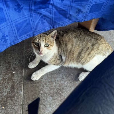 FrenchDiktat_'s profile picture. French Hearthstone and chess enjoyer (sometimes) 2000 Elo blitz Top legend every month