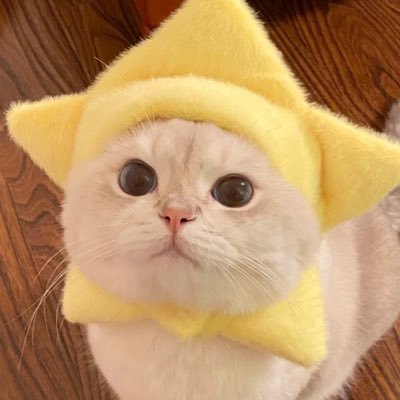 deulimay's profile picture. 🦮 บ้อกป่าว ⸝⁺✧₍ᐢ..ᐢ₎♡̷