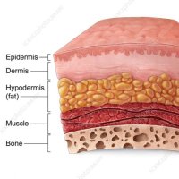 Skin Layers of Shedtwt (@clownfvcker18) 's Twitter Profile