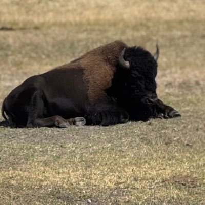 LouisvilleBison's profile picture. Louisville Cardinals. Go Herd! Bengals. Reds.
