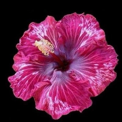 tinkytinkloass's profile picture. #luvurs