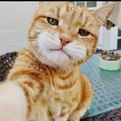 aolakunle224's profile picture. Web3 dev In progress/Ex airdrop hunter , sharing my wins , losses and growth