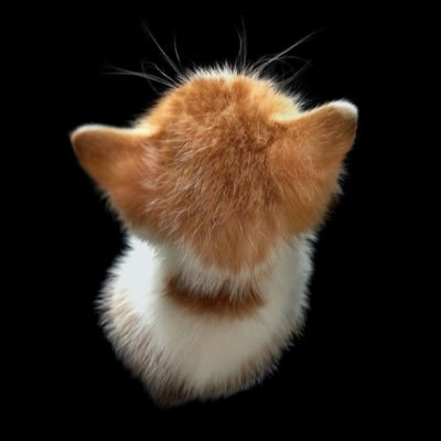 プカプカ猫　in　sky ♡ 香箱座りがお上手🤭 #でも似合わない #ジル #ベンガル猫