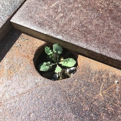 ここは、本来は音楽垢にするつもりでしたが、今の日本があまりにも狂っているので、政治ネタのリポストだらけになりました
あー、腹立つ！