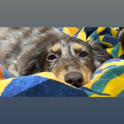 4KYUN4's profile picture. 犬の名前🐶きゅんちゃん🐶息子2人が名前をつけてくれました！ #ミニチュアダックスフンド🐶#チョコダップル♀🐶2021.1.25🐶無言フォロー失礼します🐶耳が不自由の私🦻