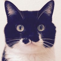 umaico (@mmmmmmmaimaim) 's Twitter Profile