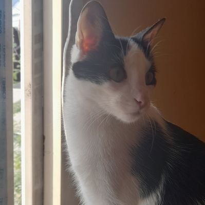 RForcadel's profile picture. 