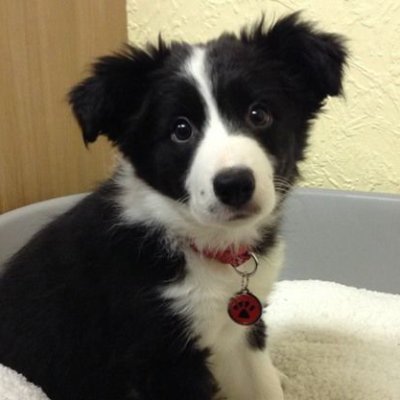 Gl1tt3r_p4wz's profile picture. Hai im finn  :3  ednos/ana (pro recov!!) ‼️ shedtwt ‼️  ( click read more for more stuff !! )