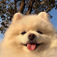Cutest Bestials (@itsbestials) 's Twitter Profile