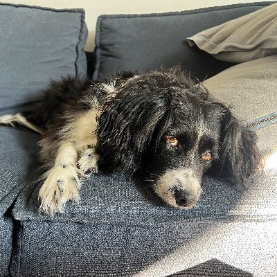 beavers_dwight's profile picture. 