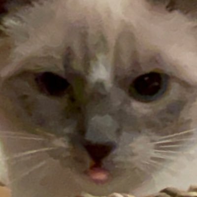 stringworn's profile picture. mm brogar