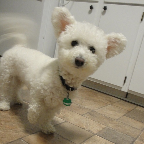 An adventurous, smart, and absolutely lovely bichon frise.