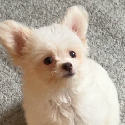 surfkira's profile picture. 2019にnmosd発症現在治療中
ステロイドのみの治療中
動物が好き
登録販売者試験合格