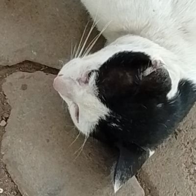 fuckingal_'s profile picture. #1 public hater